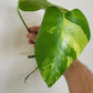 Top cut Monstera Albo/Aurea Reserved for Kristi Grizzle