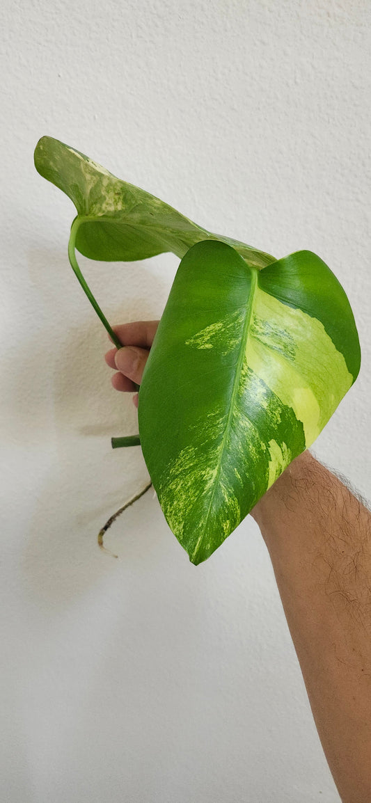 Top cut Monstera Albo/Aurea Reserved for Kristi Grizzle