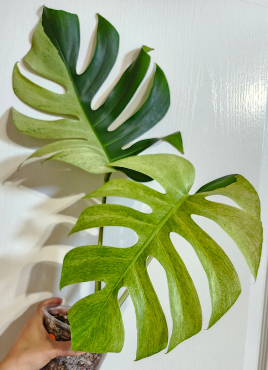 Monstera Mint #5 - Reserved  Lauren Marshall