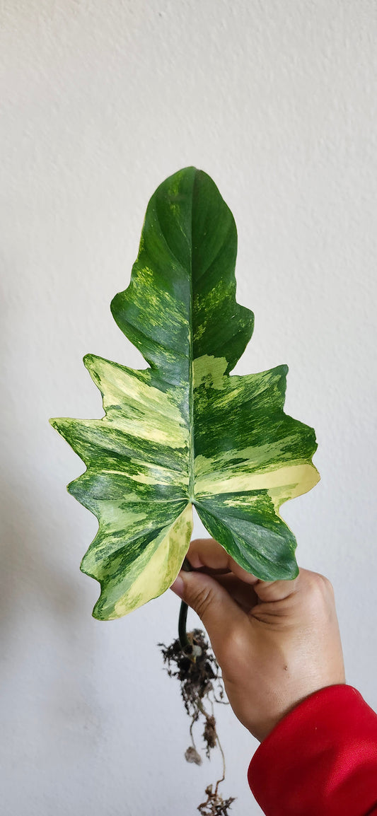 Philodendron Florida x mayoi mid cut Reserved for Kayla Whitlock