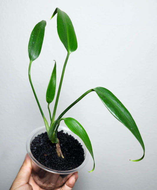 Burle Marx Flame #10- Reserved Shannon Harrison New- (Insulation & Heatpack included)