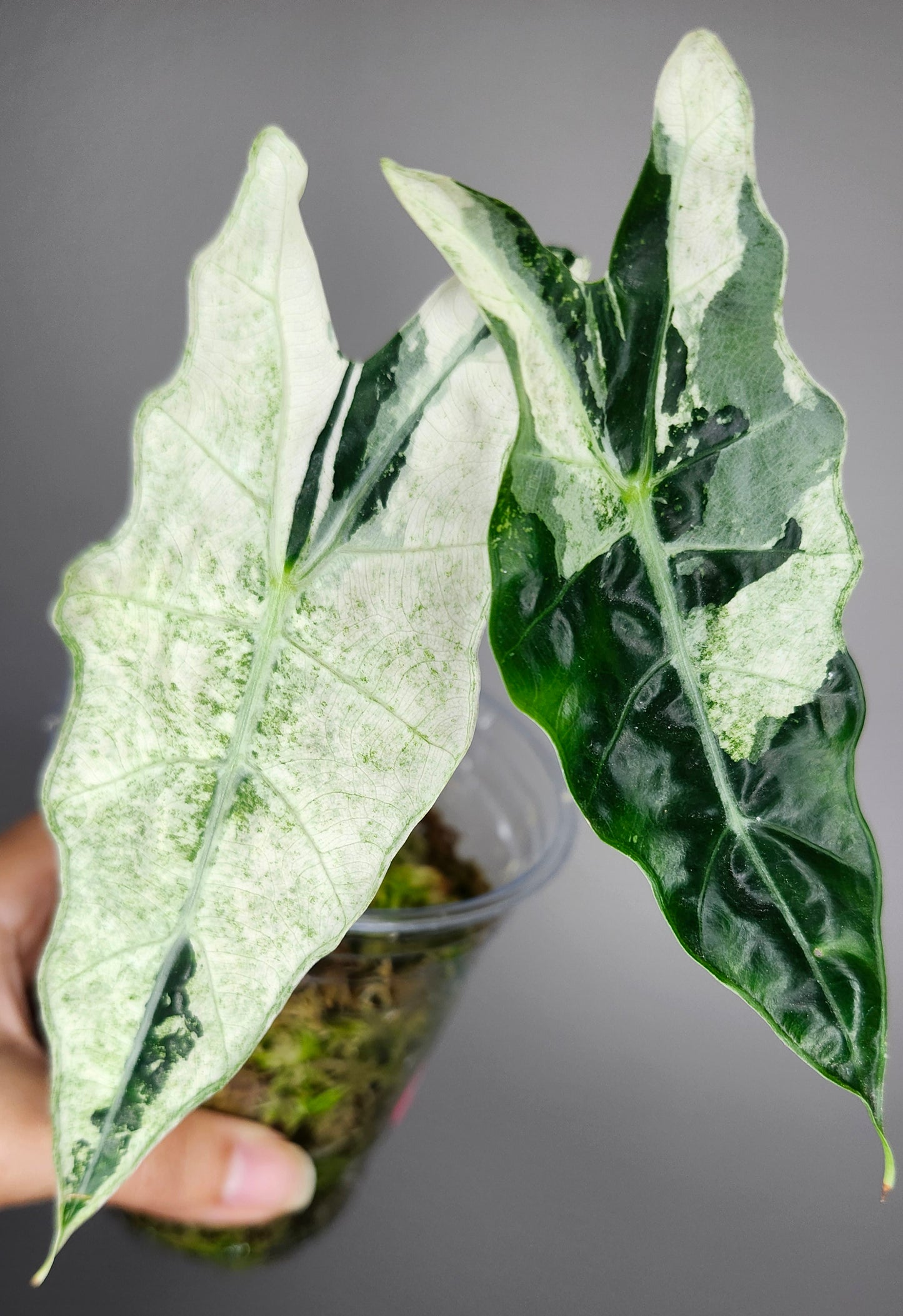 Alocasia Sanderina Bull Albo+Double Insulation+Heatpack Reserved Marissa Locke