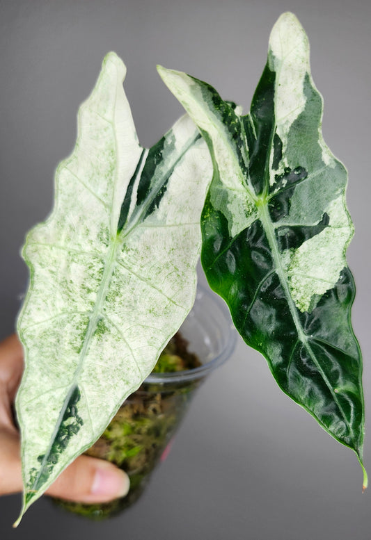 Alocasia Sanderina Bull Albo+Double Insulation+Heatpack Reserved Marissa Locke