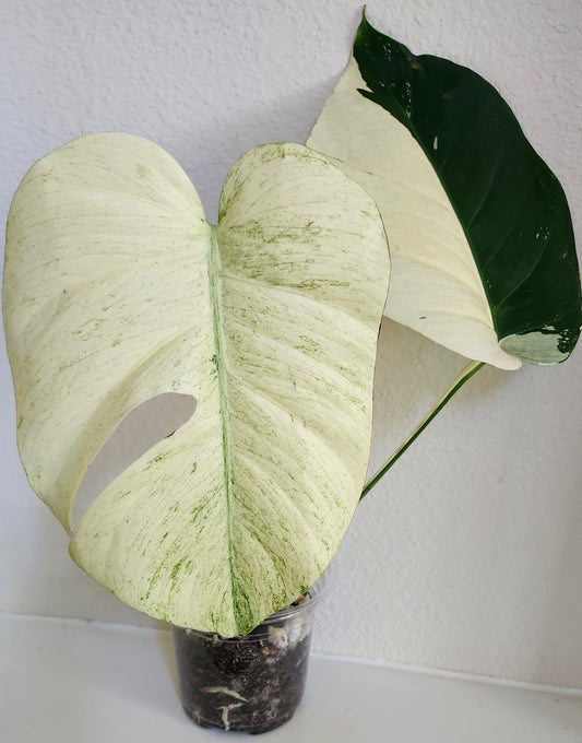 Monstera Mint, Single Insulation, Heatpack- Reserved Ed Bermudez