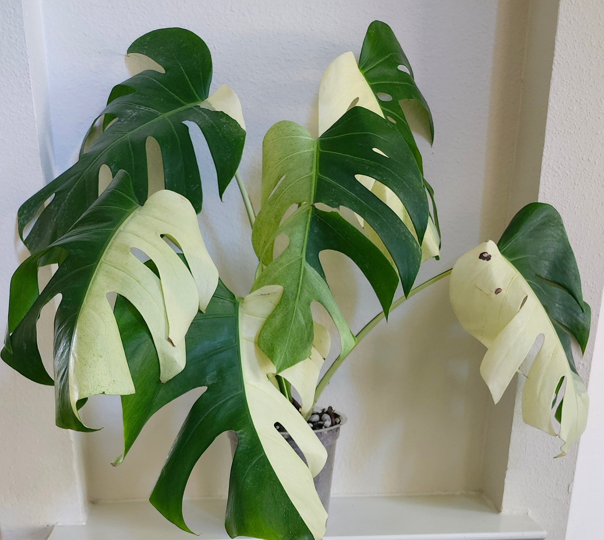 monstera brazil Monstera Mint Brazil- Reserved Denmark Canlapan – R&R