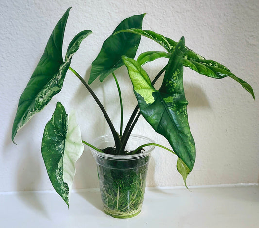 Alocasia Simpo- Heatpack & Insulation- Reserved Jazmin Robinson