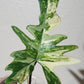 Philodendron Florida x Mayoi rooted mid cut Reserved for Michelle Kay