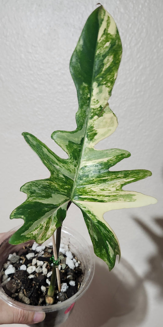 Philodendron Florida x Mayoi rooted mid cut Reserved for Michelle Kay