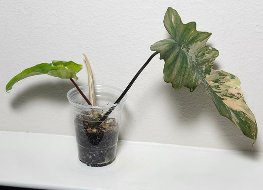 Florida x Mayoi two leaf mid cut Reserved for Chad A. Popour