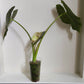 Alocasia Serendipity Gold reserved for Caitlyn Randall