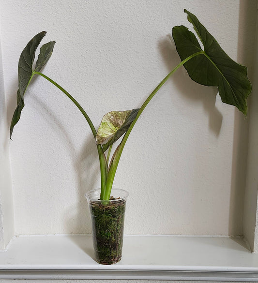 Alocasia Serendipity Gold reserved for Caitlyn Randall