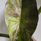Alocasia Serendipity Gold reserved for Caitlyn Randall