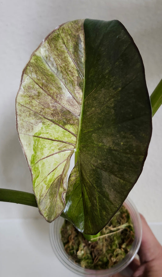 Alocasia Serendipity Gold reserved for Caitlyn Randall