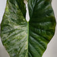 Alocasia Serendipity Gold reserved for Caitlyn Randall