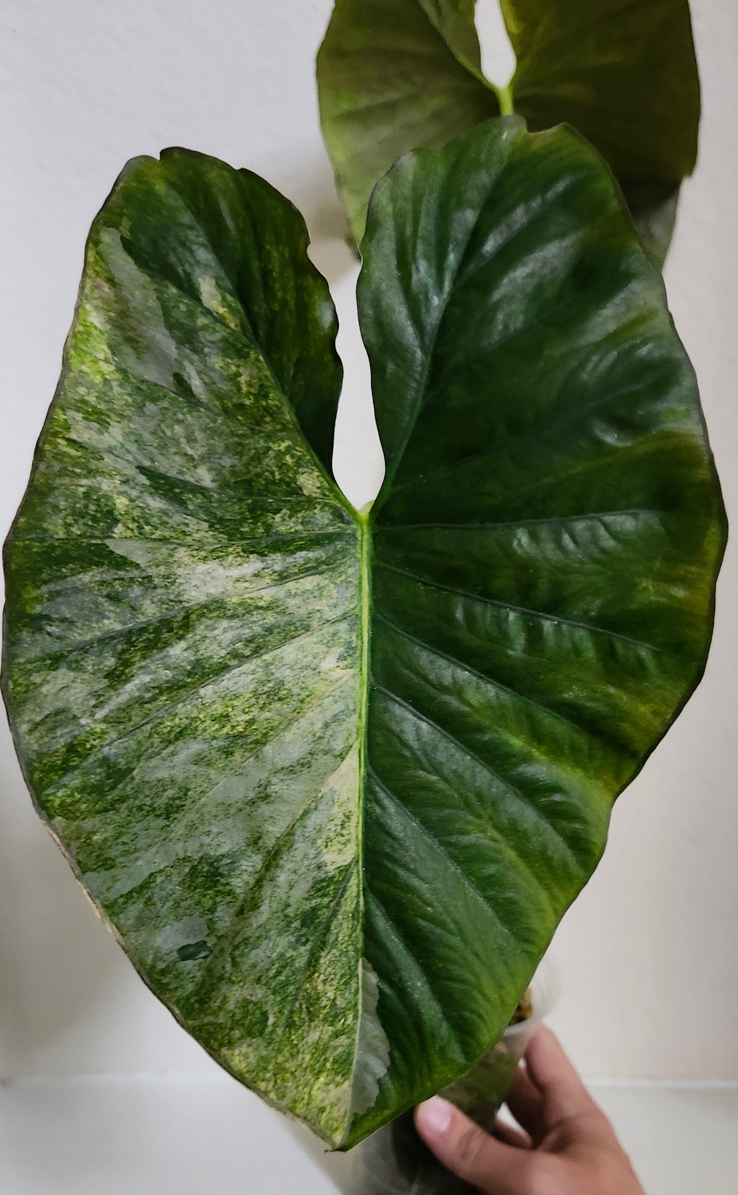 Alocasia Serendipity Gold reserved for Caitlyn Randall