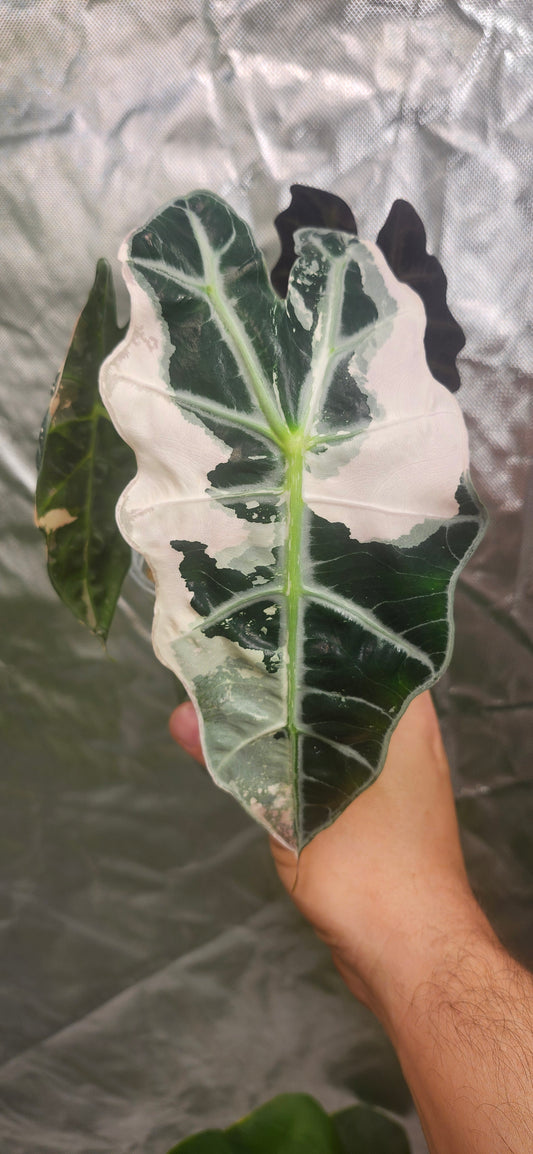 Alocasia Pink Amazonica reserved for Caitlyn Randall