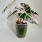 Alocasia Amazonica Pink Albo #2 reserved for Johanna Hudson
