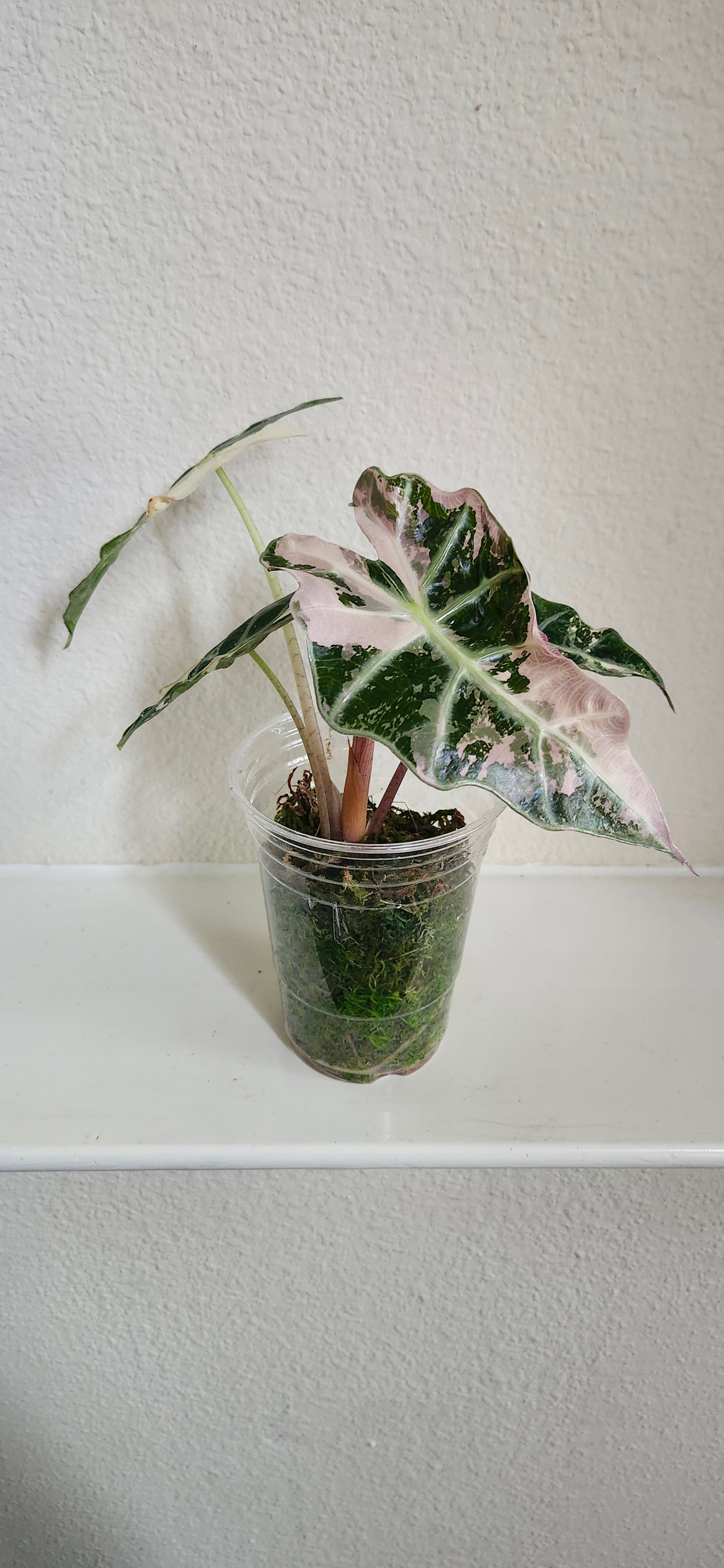 Alocasia Amazonica Pink Albo #2 reserved for Johanna Hudson