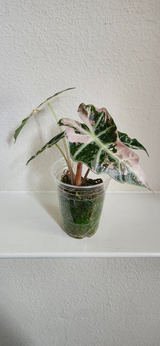 Alocasia Amazonica Pink Albo #2 reserved for Johanna Hudson