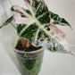 Alocasia Amazonica Pink Albo #2 reserved for Johanna Hudson