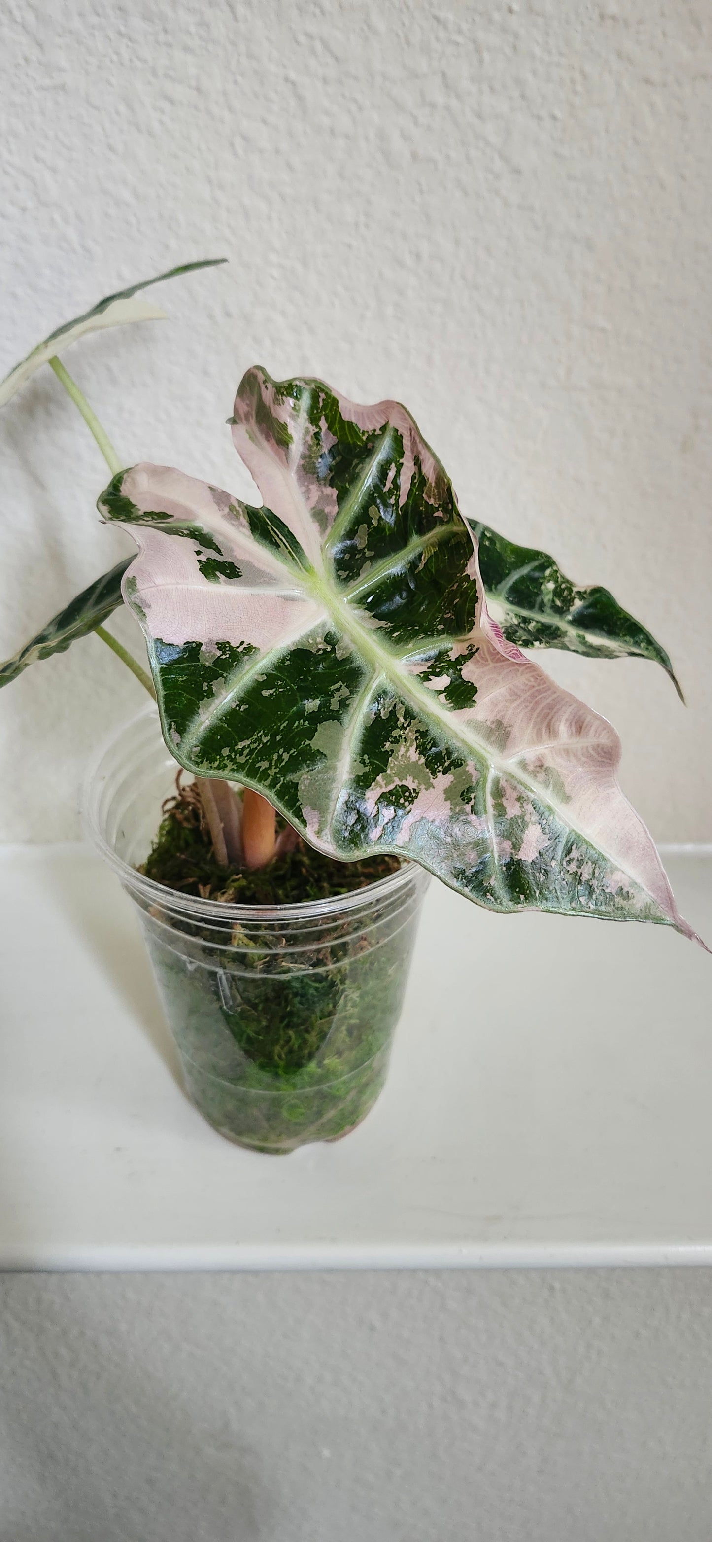 Alocasia Amazonica Pink Albo #2 reserved for Johanna Hudson