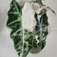 Alocasia Amazonica Pink Albo #2 reserved for Johanna Hudson