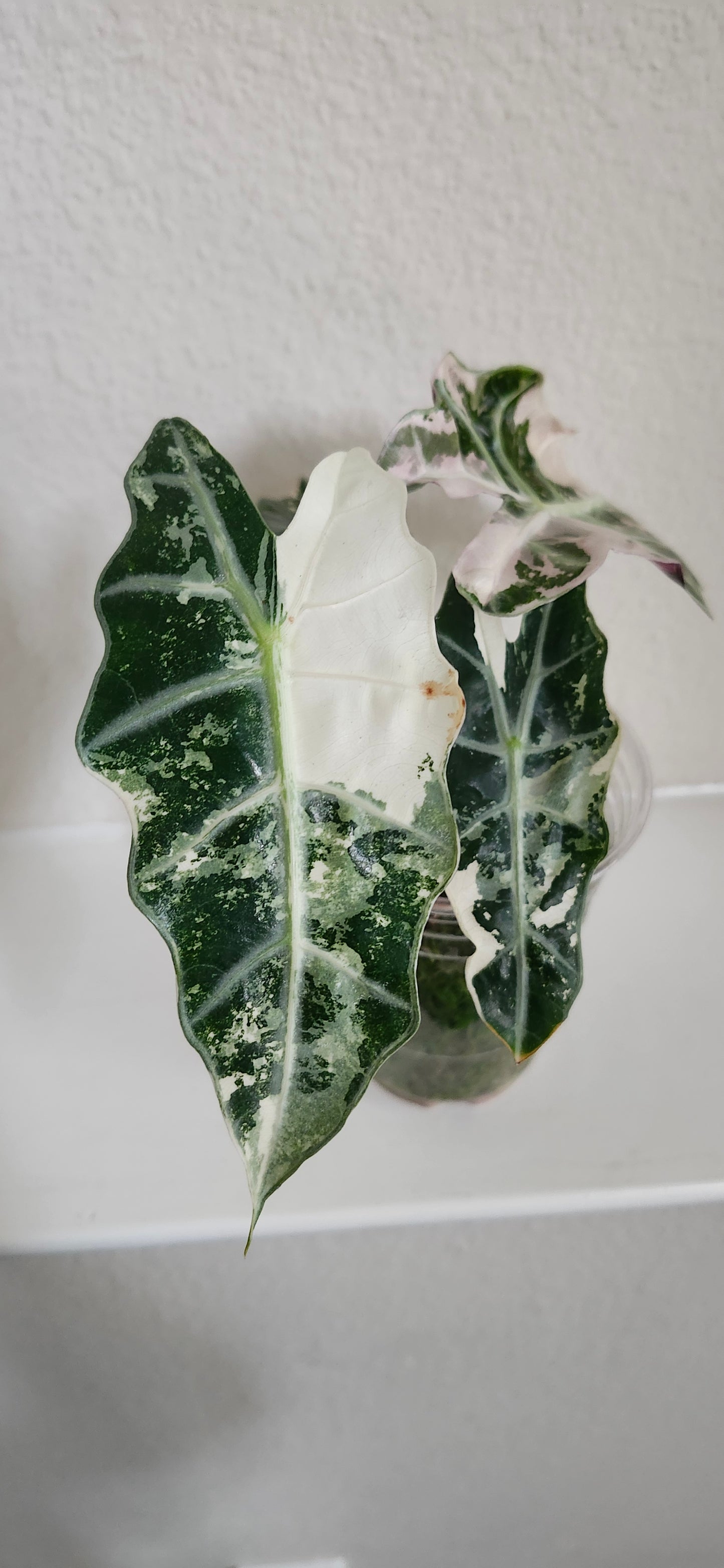 Alocasia Amazonica Pink Albo #2 reserved for Johanna Hudson