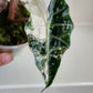 Alocasia Amazonica Pink Albo #2 reserved for Johanna Hudson