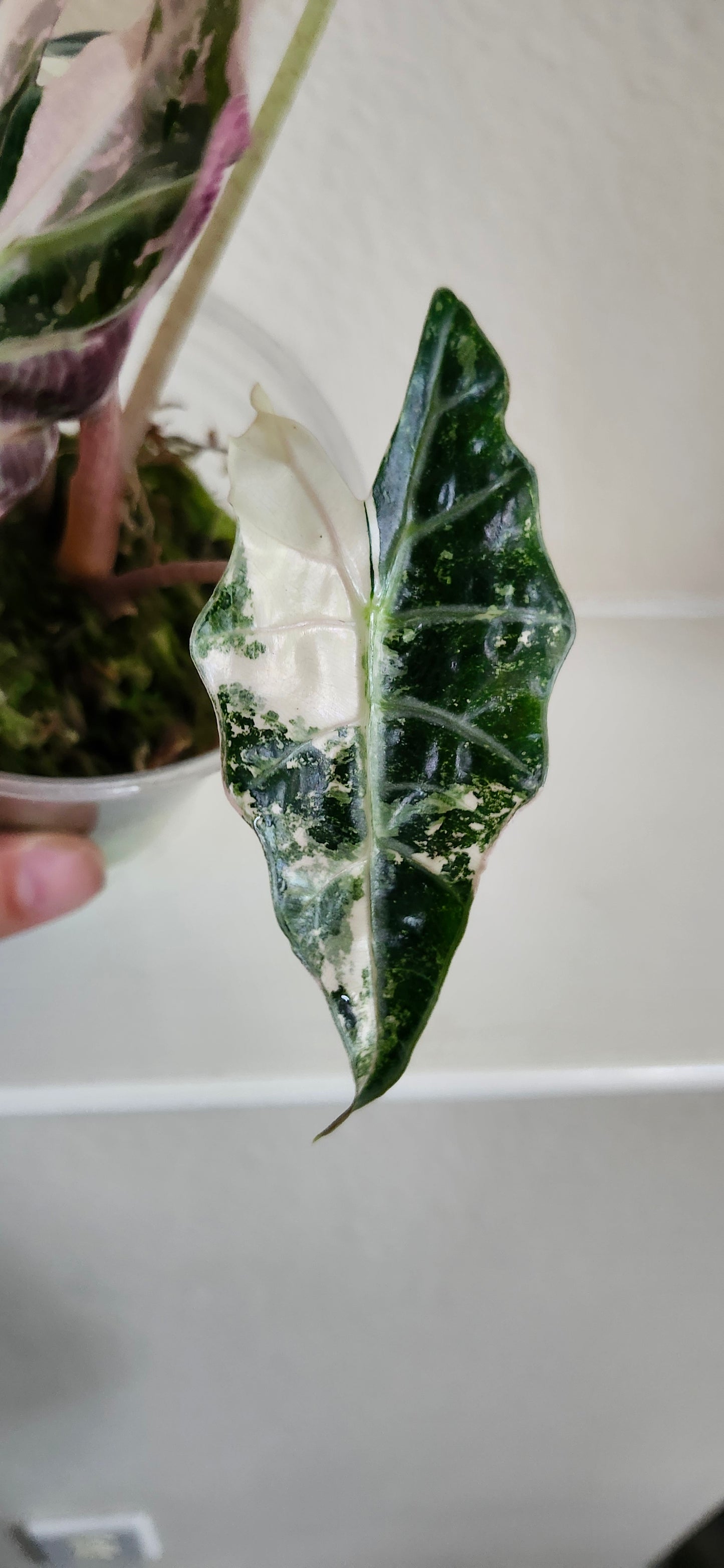 Alocasia Amazonica Pink Albo #2 reserved for Johanna Hudson