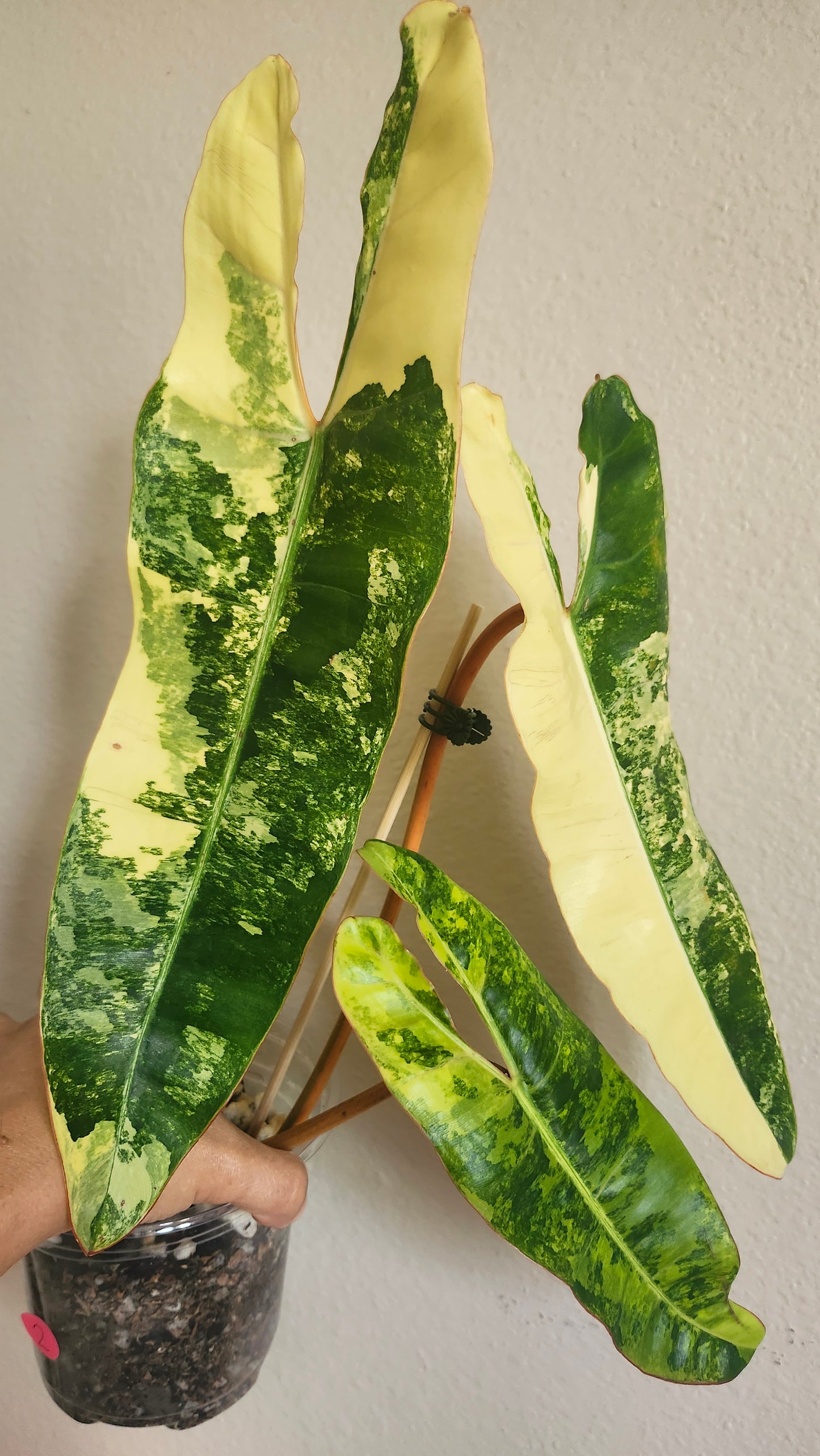 Billietae Variegated #2 - Reserved Devin Days