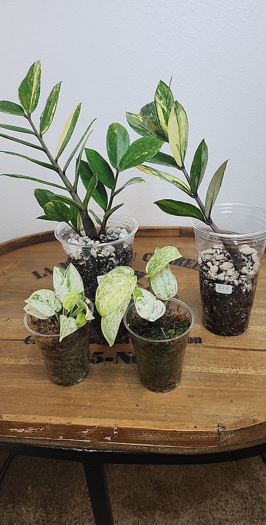 Two Jade Satin MarbleQueen, Two ZZ Var. Reserved for Savannah Bailey