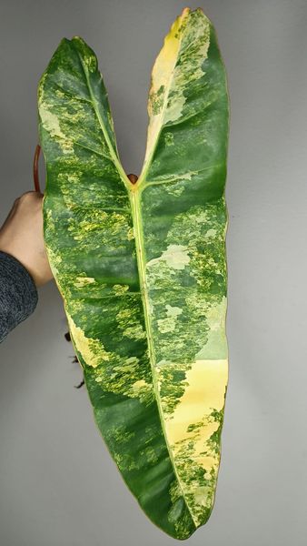 Variegated Billitae Top Cut