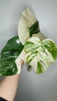 Monstera Albo Top Cut #14- Reserved Rachel Wright