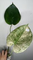 Monstera White Monster #9- Reserved Elizabeth Evangelista
