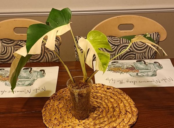 Monstera Albo Top Cut #5 -Reserved Leslie Esquivel