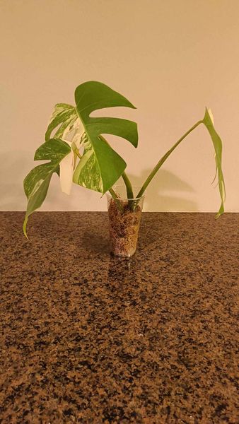 Monstera Albo #6 - Reserved Deanna McKenzie