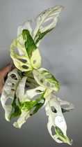 Monstera Andansonii #3- Reserved Josie Miranda Mallari Flippo