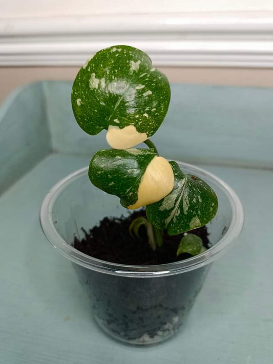 Monstera Thai Con Starter Plant Auction Winner- Stephanie Michaud