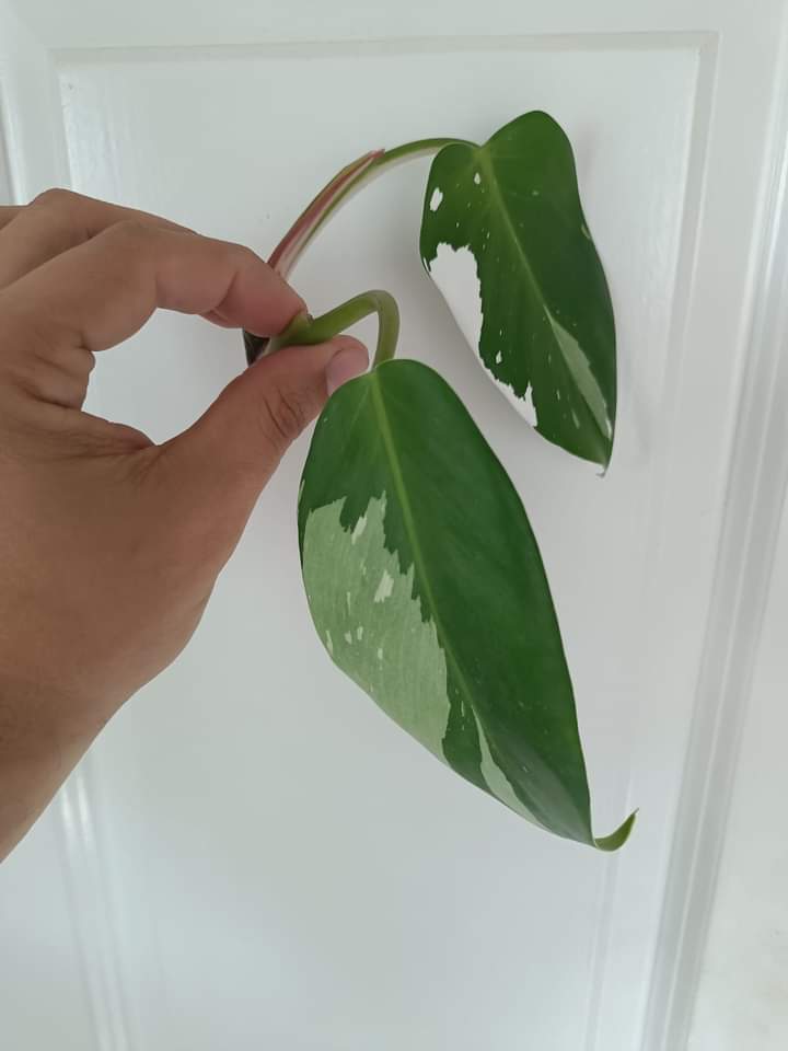 TriColor White Princess Auction -Winner Sheena Recar