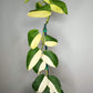 Scindapsus Jade Satin Variegated Mother Plant- Reserved Jake Chapman