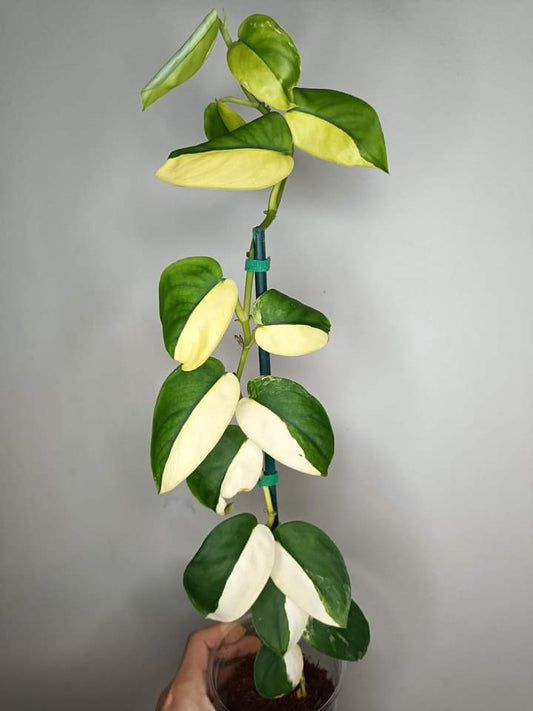 Scindapsus Jade Satin Variegated Mother Plant- Reserved Jake Chapman