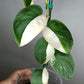 Scindapsus Jade Satin Variegated Mother Plant- Reserved Jake Chapman