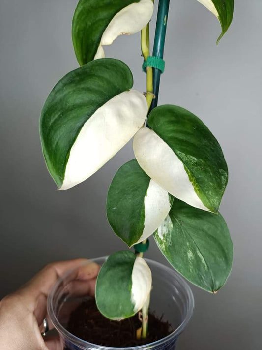 Scindapsus Jade Satin Variegated Mother Plant- Reserved Jake Chapman