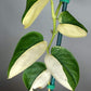 Scindapsus Jade Satin Variegated Mother Plant- Reserved Jake Chapman