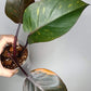 (2)Jade Satin, Philodendron Orange Princess reserved for Samantha Obitz