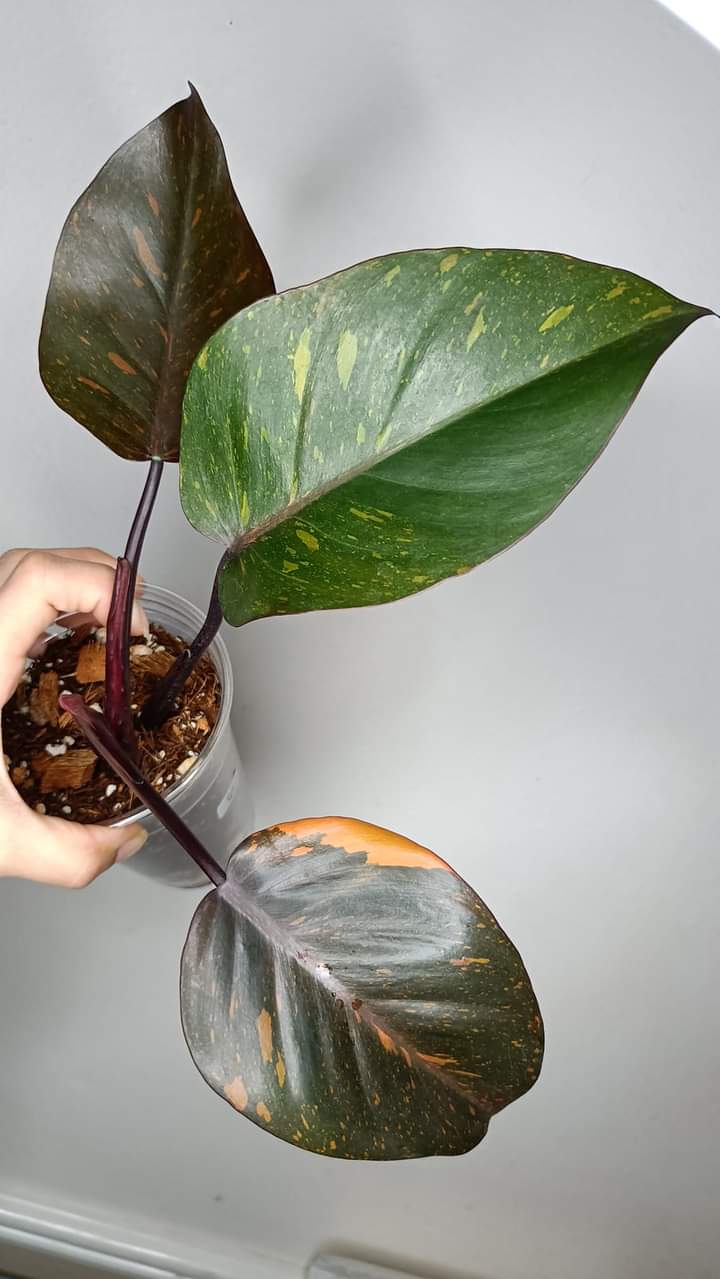 2)Jade Satin, Philodendron Orange Princess reserved for Samantha Obit  R&R