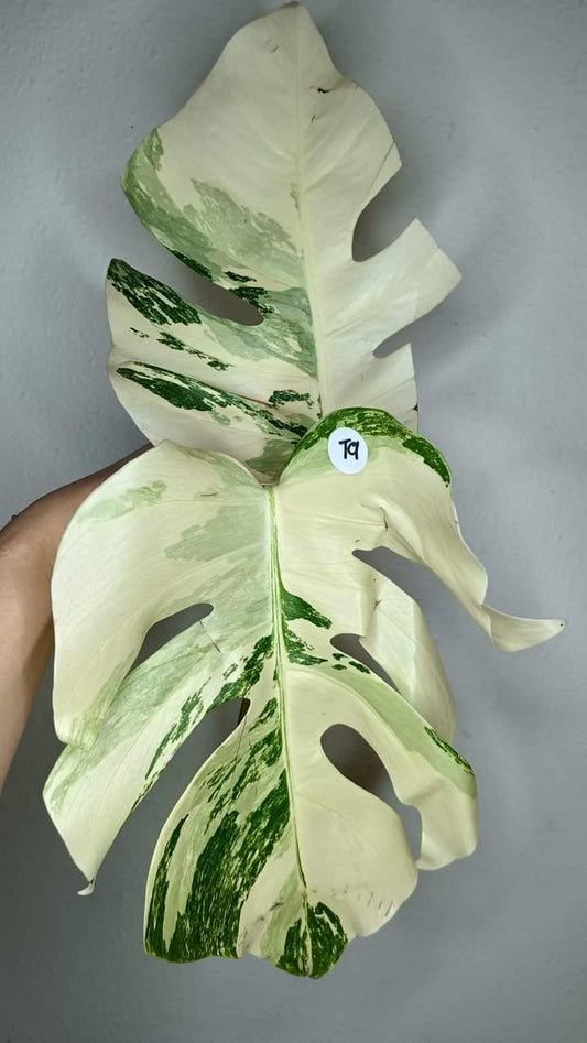 Monstera Albo Top Cut #19- Reserved Savannah Connie Martin