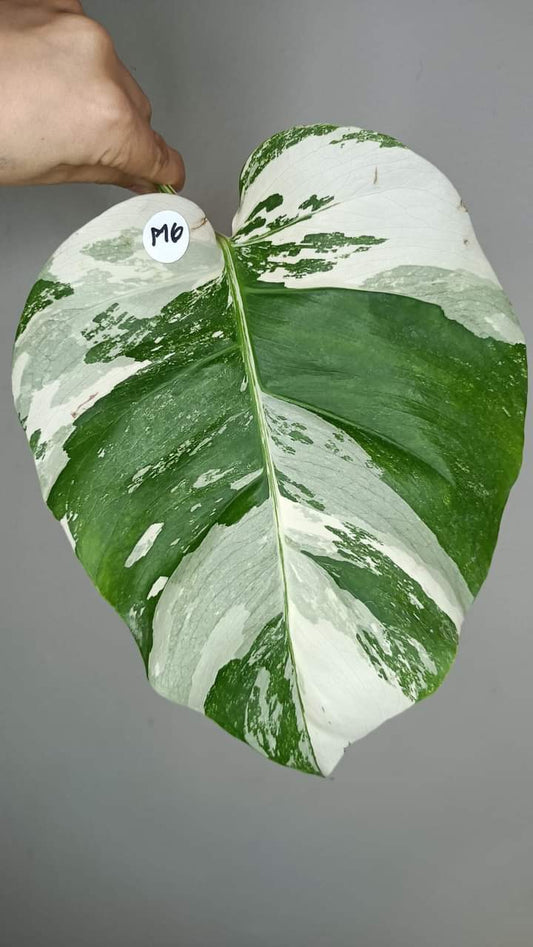 Monstera Albo Mid Cut #6 - Reserved Andrea Hellinghausen