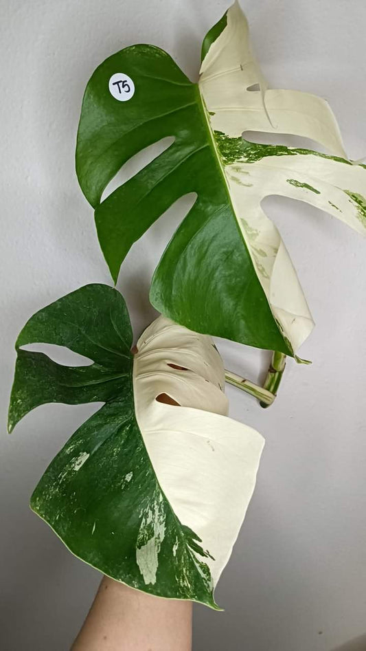 Monstera Albo Top Cut #5-  Reserved Brenda Booker Roote