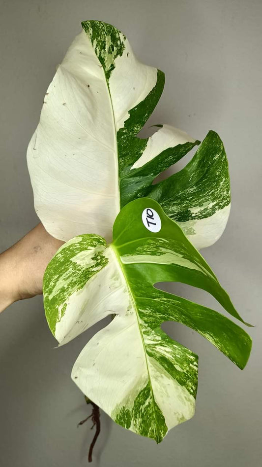 Monstera Albo Top Cut #10- Reserved Brenda Booker Roote